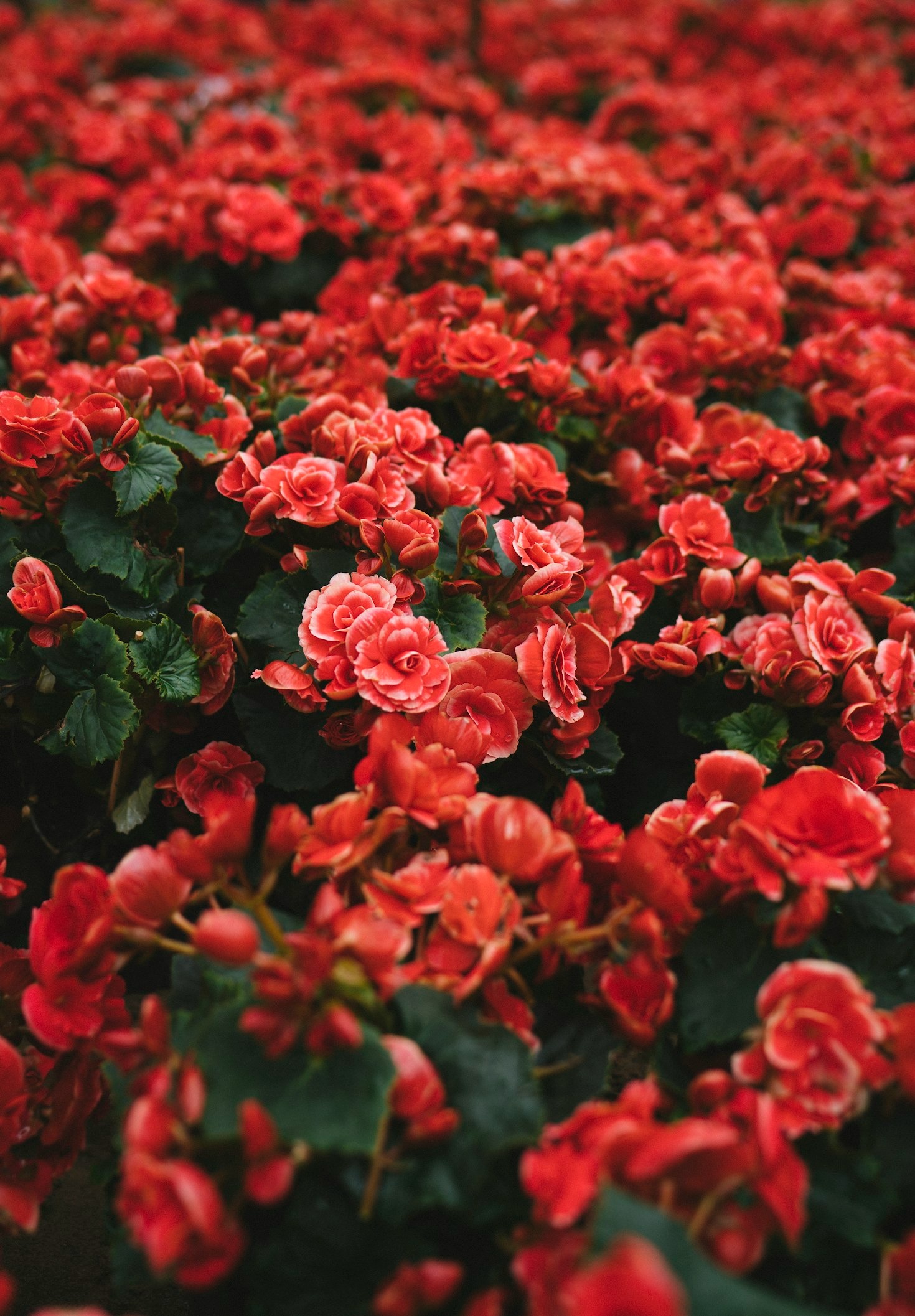 Top 10 Most Beautiful Flowers Worldwide