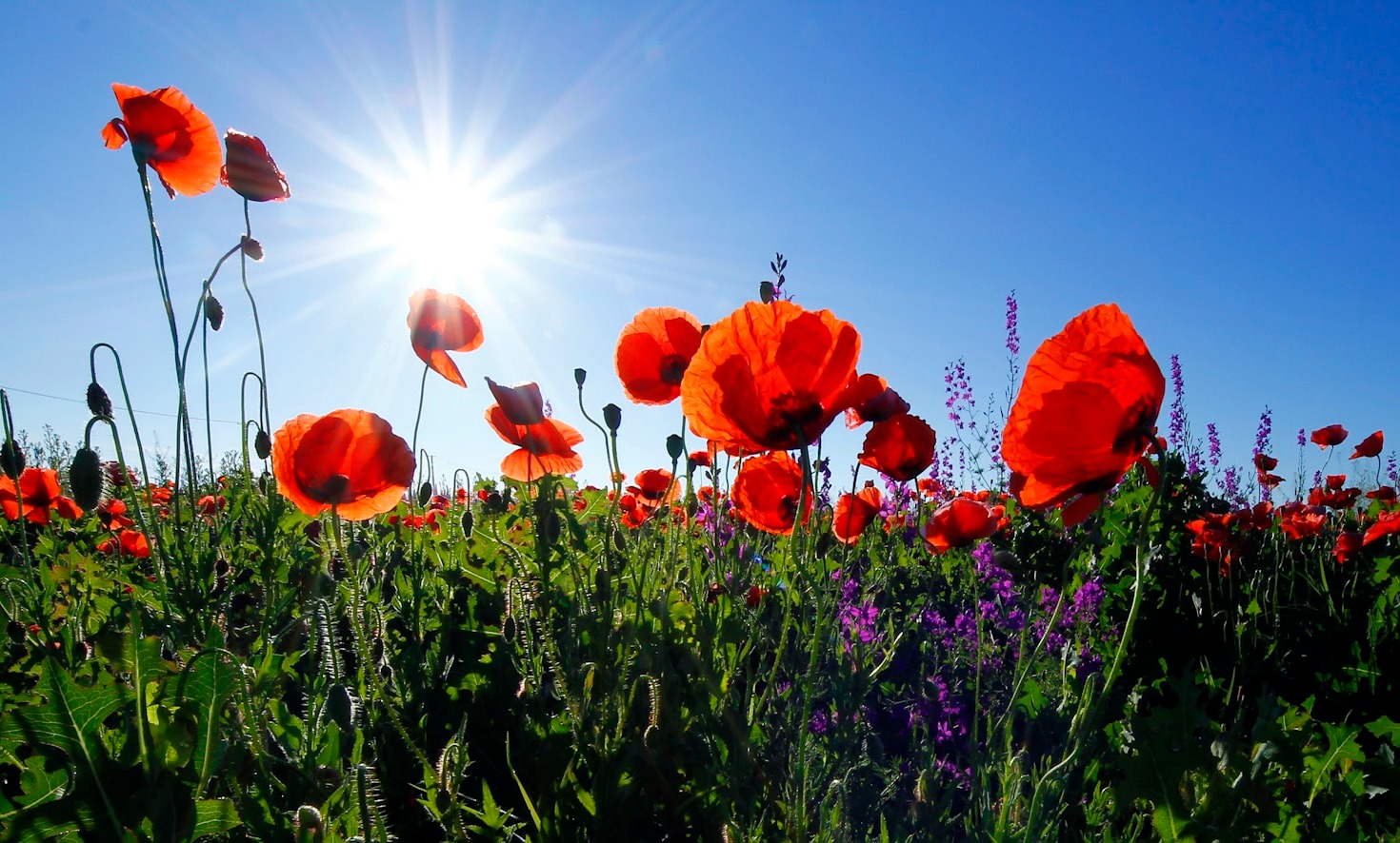 How Flowers Inspire Art and Creativity