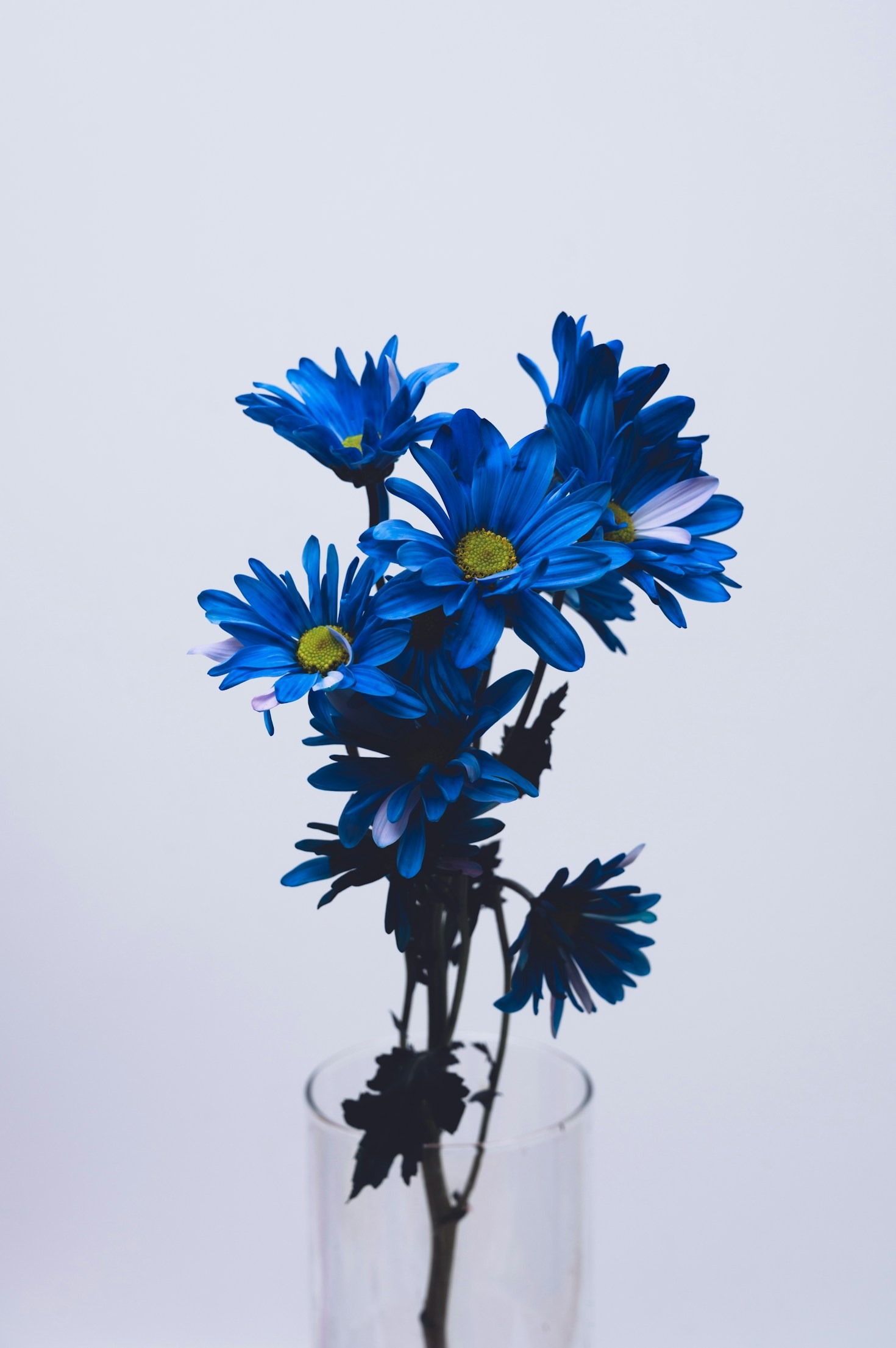 The Meaning Behind Popular Flower Types