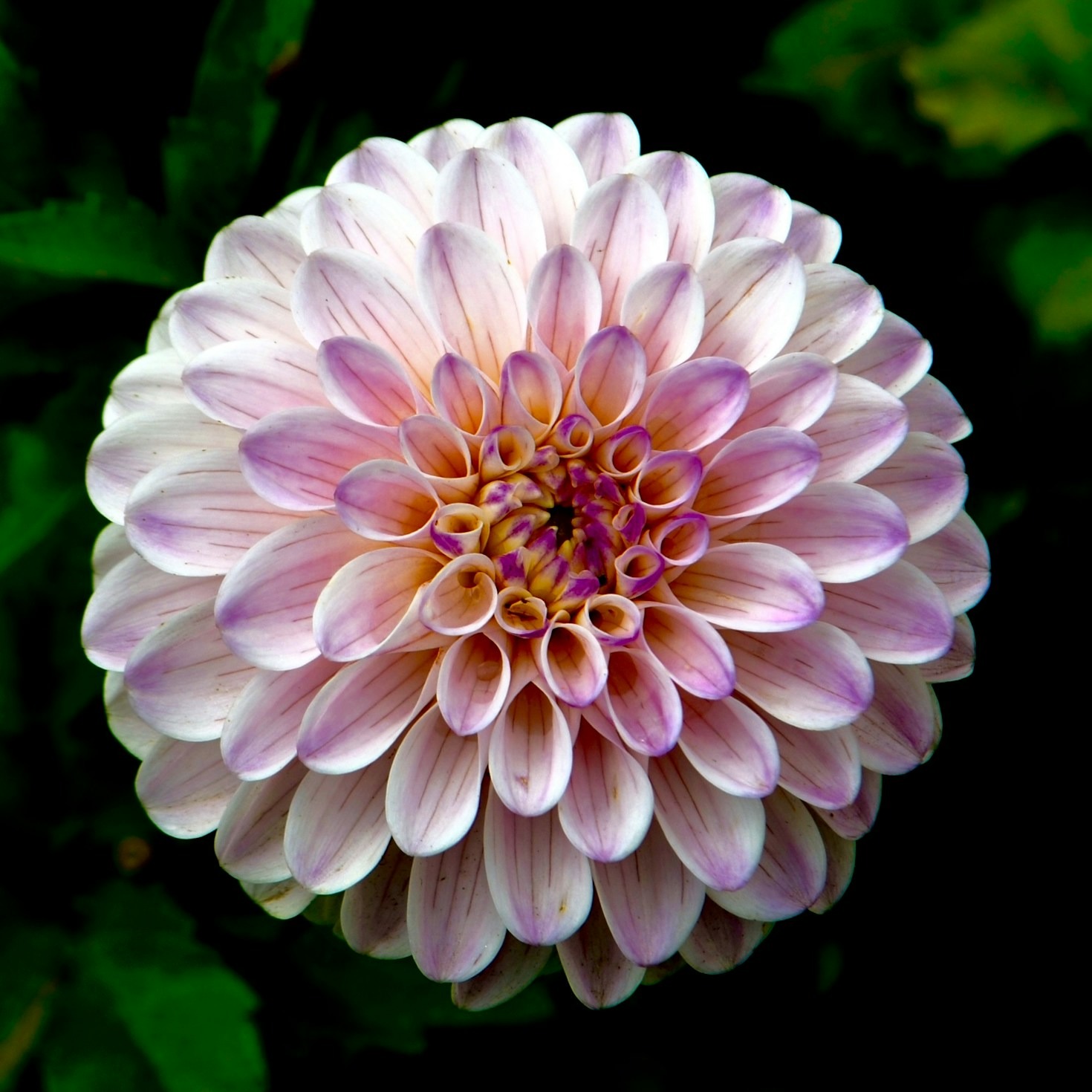 Transform Your Home with Fresh Blooms