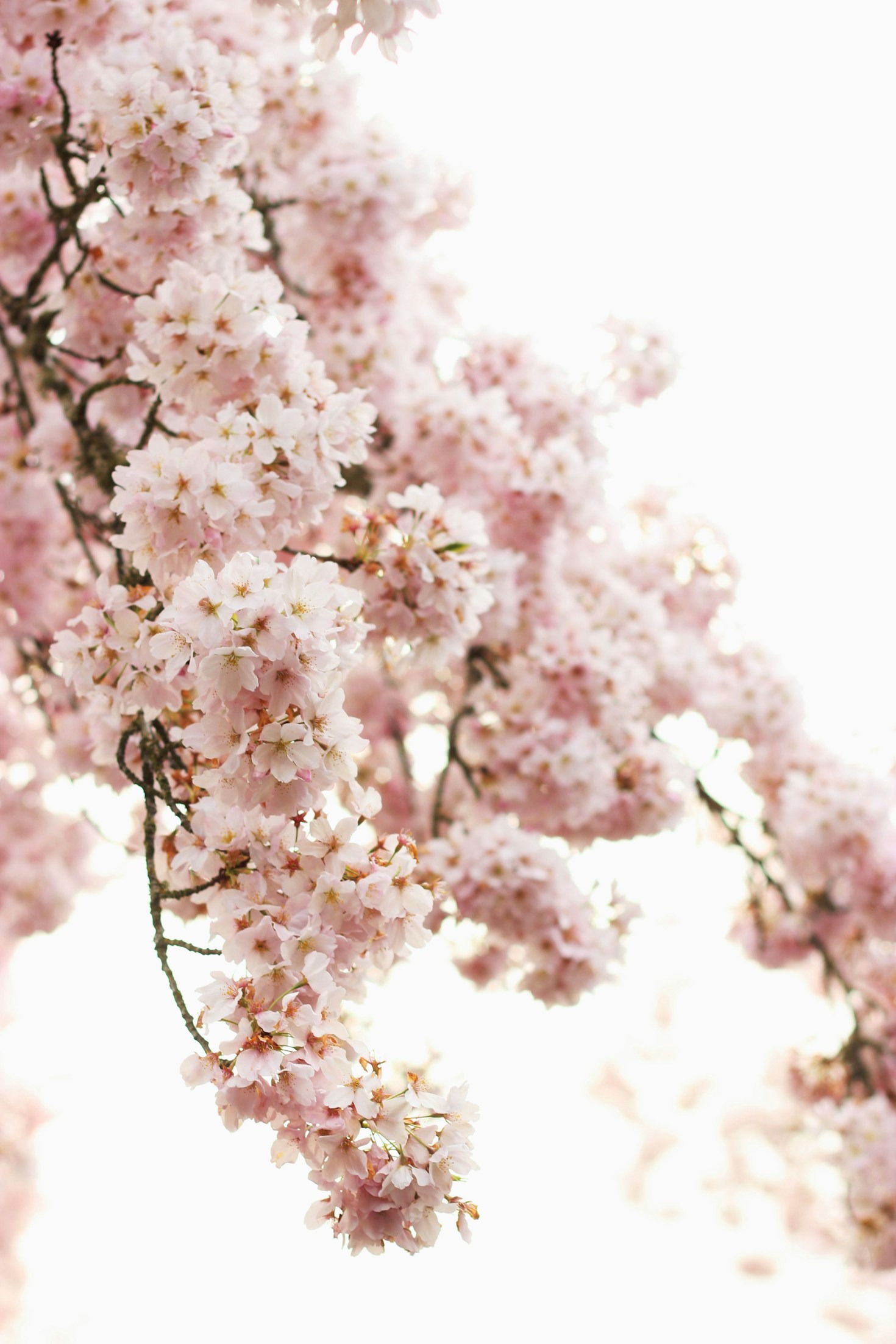 Seasonal Flowers to Brighten Your Day