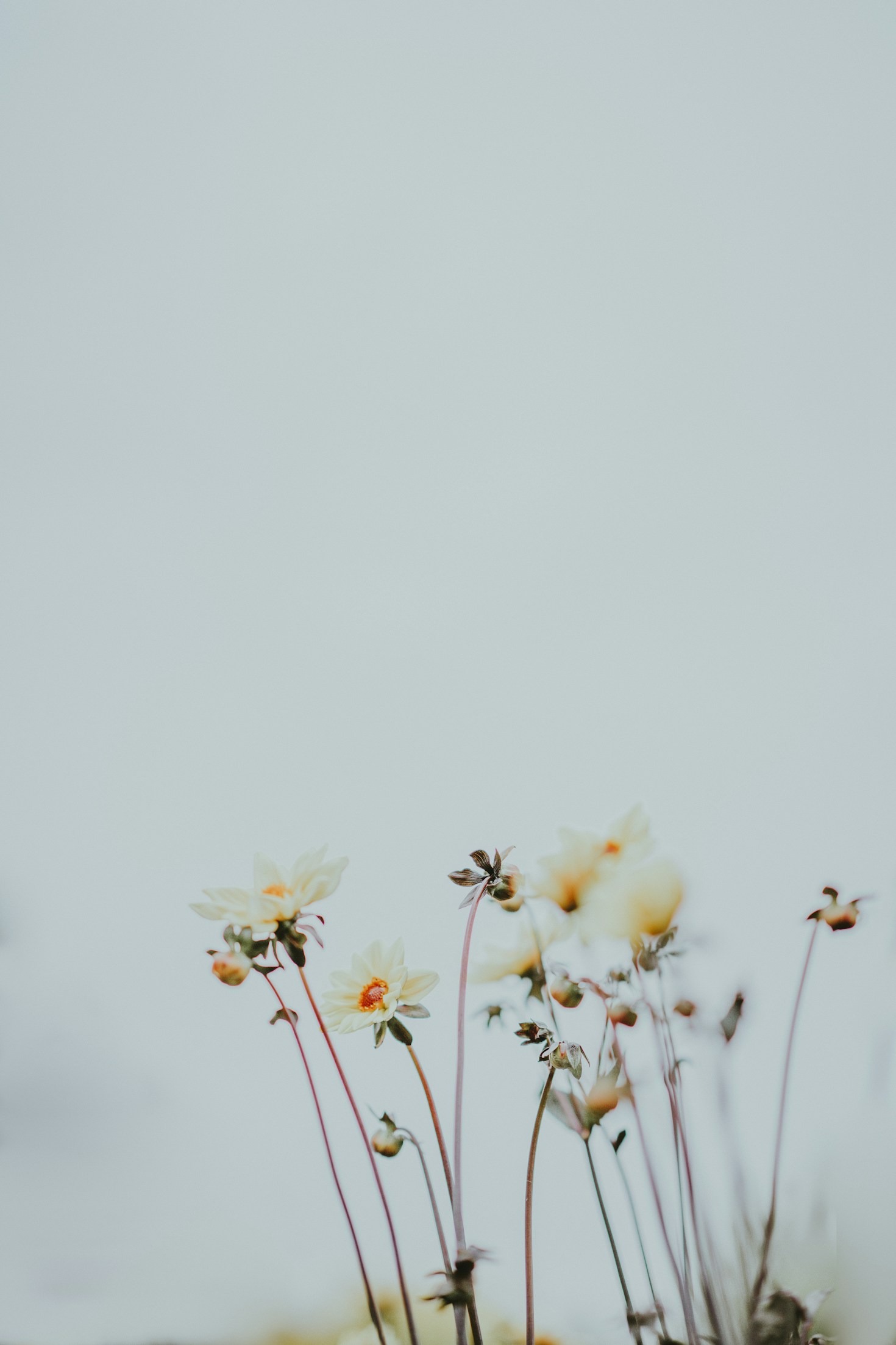 The History and Symbolism of Roses