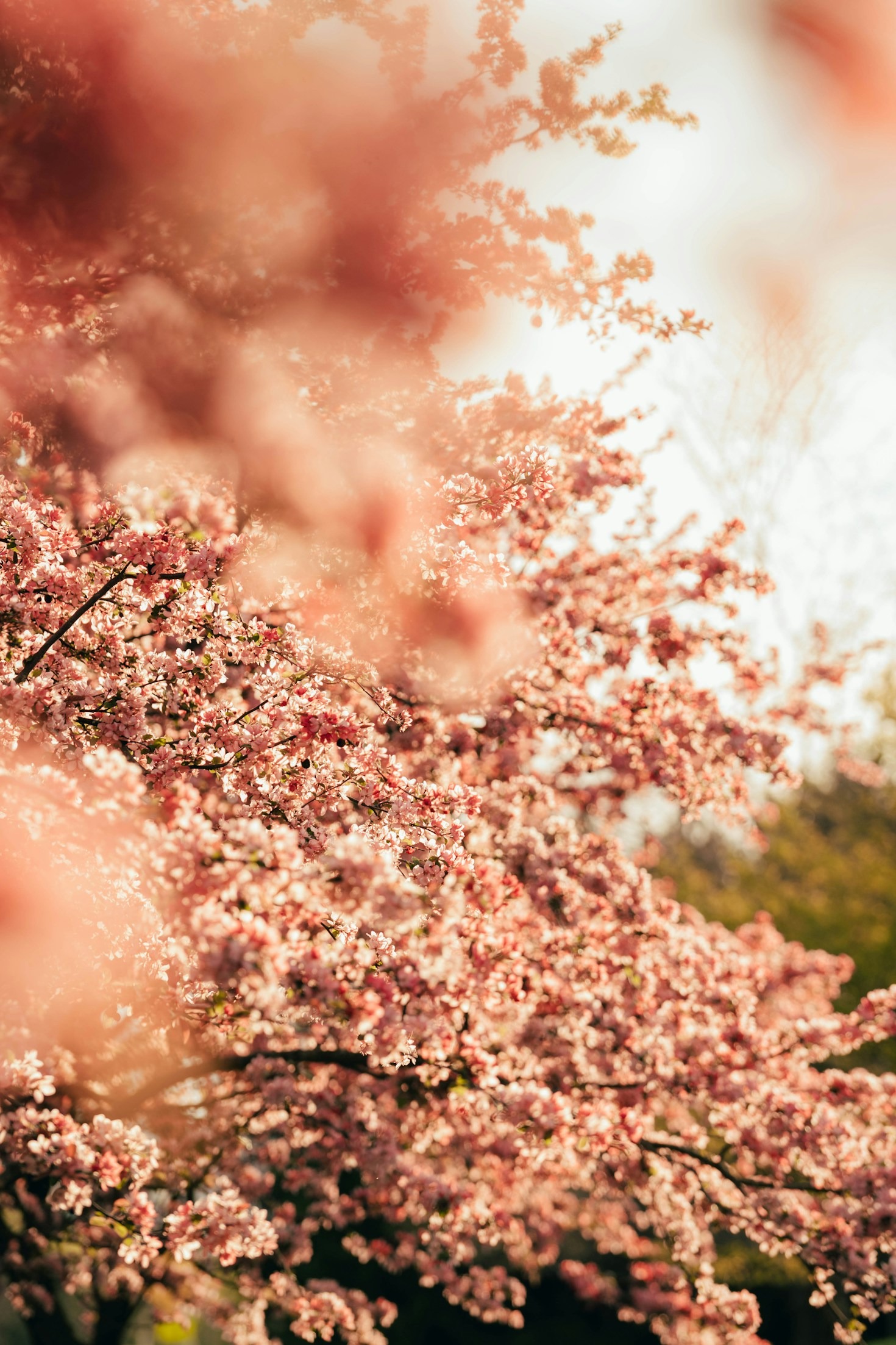 Why Flowers Hold a Timeless Appeal